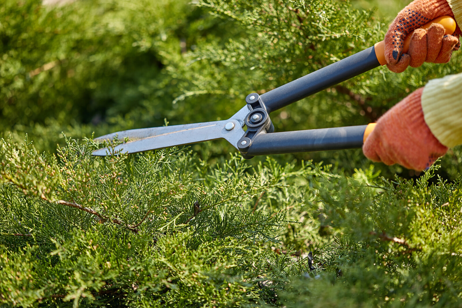 Hands of gardener in orange gloves are trimming the overgrown green shrub using hedge shears on sunny backyard. Worker landscaping garden. Unknown gardener is clipping hedge in spring. Close up