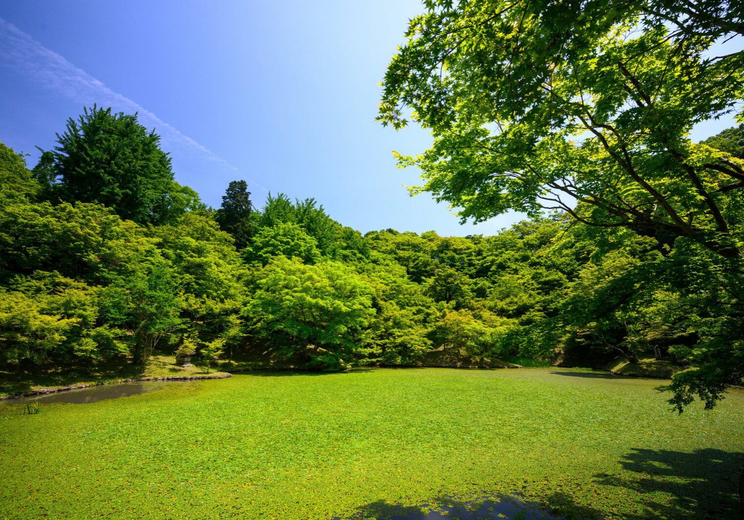 A serene pond surrounded by lush green trees under a clear blue sky. The water surface is covered with green foliage.