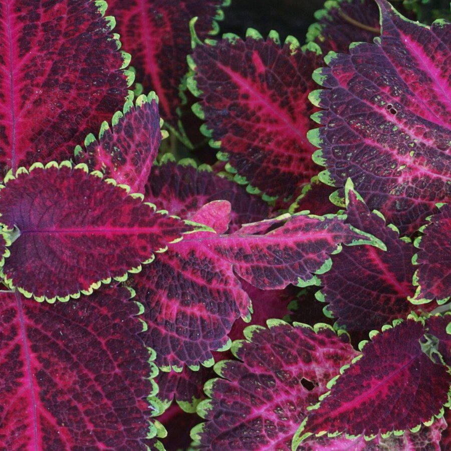 Close-up of vibrant, serrated leaves with dark magenta centers and bright green edges, a testament to the quality nurtured by Seattle Landscaping Services.