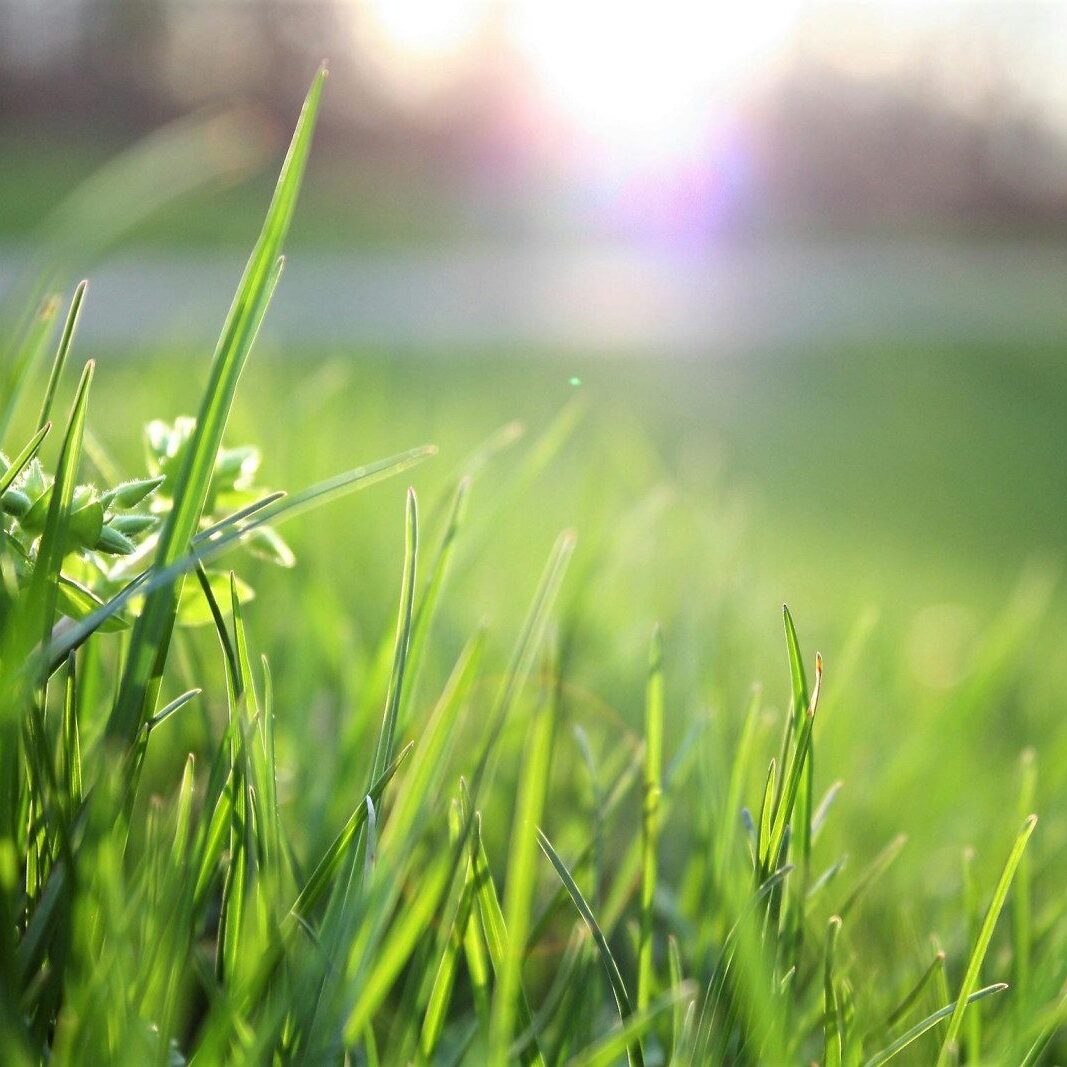 Close-up of green grass with sunlight creating a bright, out-of-focus background, showcasing the pristine quality delivered by Seattle Landscaping Services.